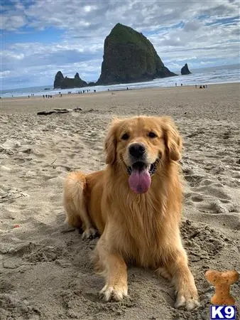 Golden Retriever stud dog