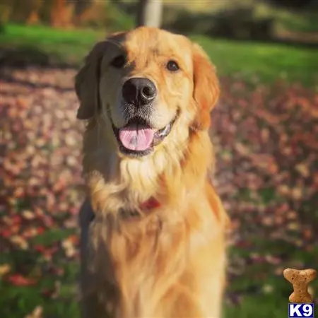 Golden Retriever stud dog