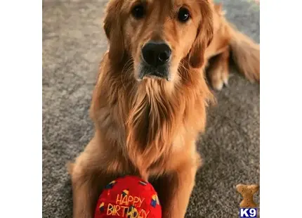 Golden Retriever