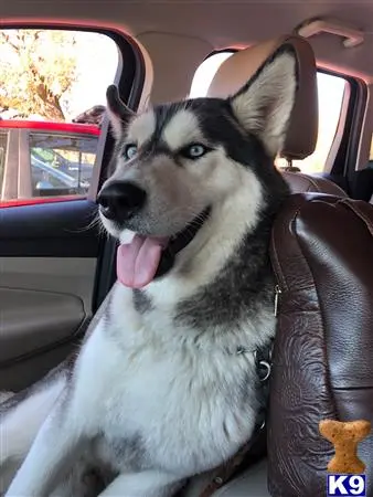 Siberian Husky stud dog