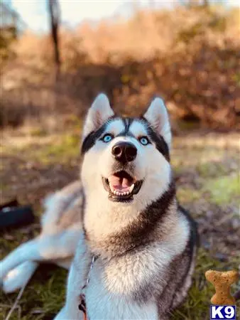 Siberian Husky stud dog