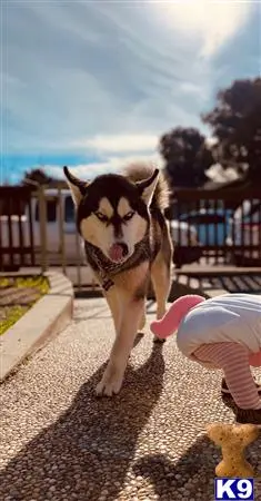 Siberian Husky stud dog