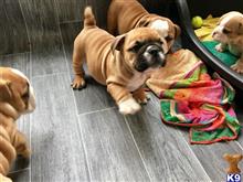 english bulldog puppy posted by jackbilly