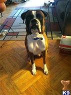 Boxer