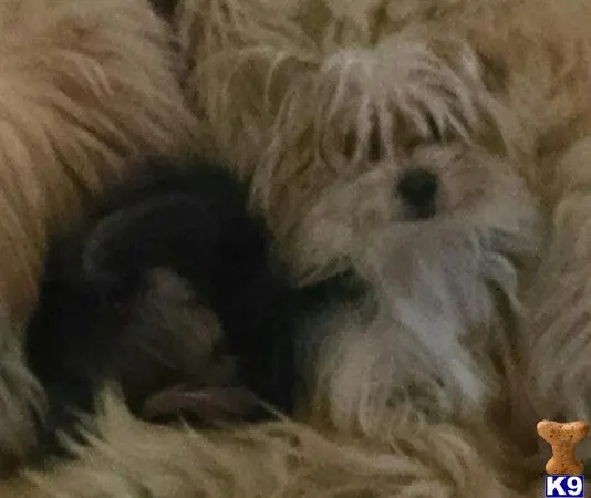 Yorkshire Terrier female dog: Two Yorkshire Terriers snuggled together with fluffy coats