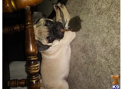 Pug