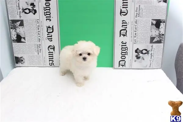 Maltese