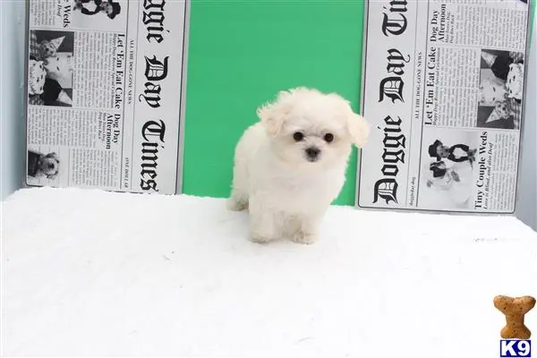 Maltese puppy for sale