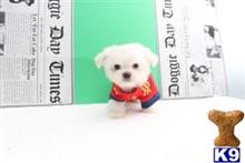 maltese puppy posted by jackiethebreeder