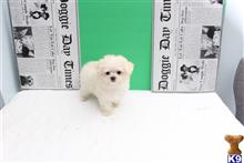 Maxim available Maltese puppy located in Irvine 