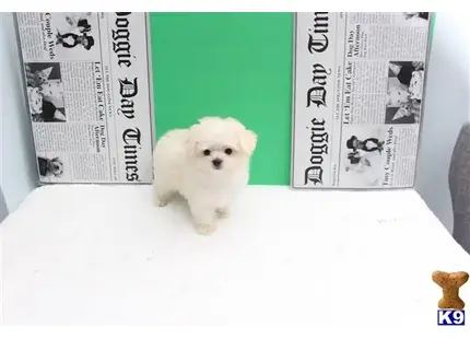 Maltese