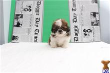 shih tzu puppy posted by jackiethebreeder