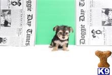 yorkshire terrier puppy posted by jackiethebreeder