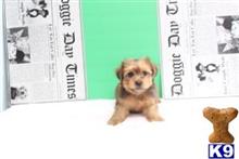 yorkshire terrier puppy posted by jackiethebreeder