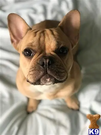 French Bulldog stud dog