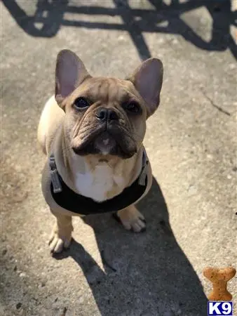 French Bulldog stud dog