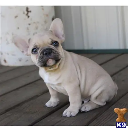 French Bulldog stud dog