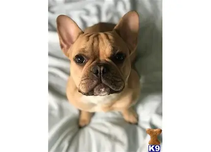 French Bulldog