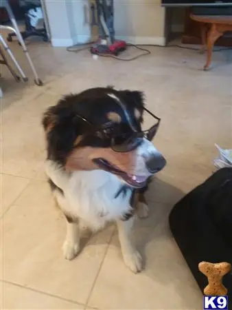 Australian Shepherd stud dog