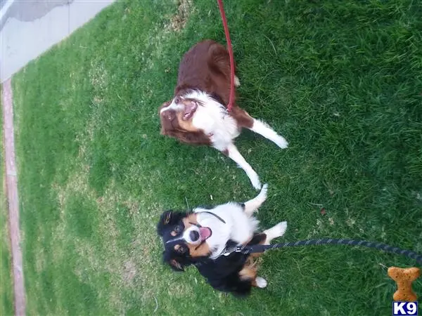 Australian Shepherd stud dog