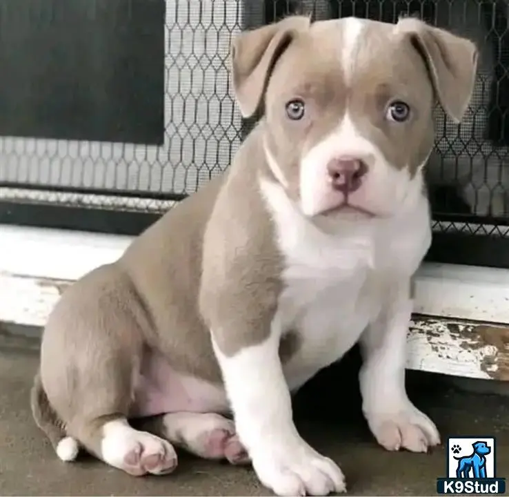 American Pit Bull puppy for sale: a american pit bull puppy sitting on a wood floor