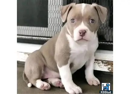 American Pit Bull puppy for sale: a american pit bull puppy sitting on a wood floor