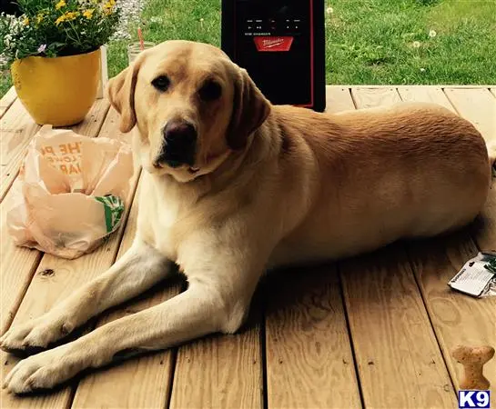 Labrador Retriever stud dog