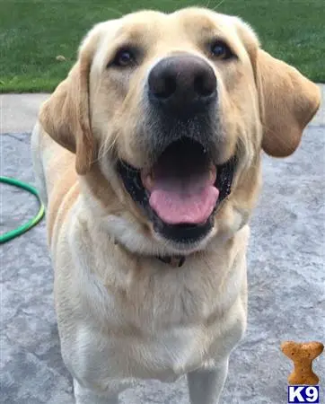 Labrador Retriever stud dog