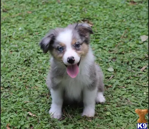 Australian Shepherd stud dog