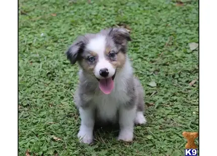 Australian Shepherd