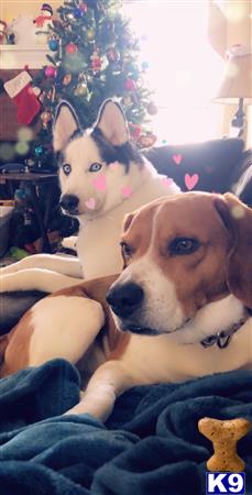 jackthebeagle Picture 1