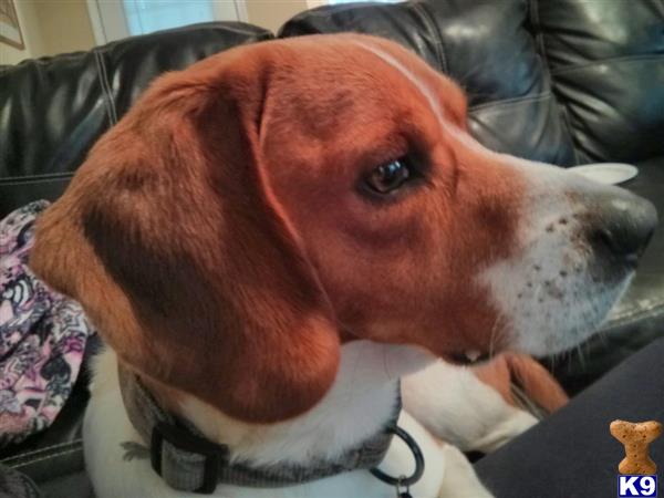 jackthebeagle Picture 2