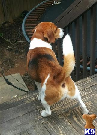 jackthebeagle Picture 3