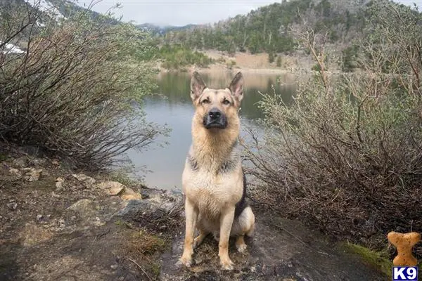 German Shepherd stud dog