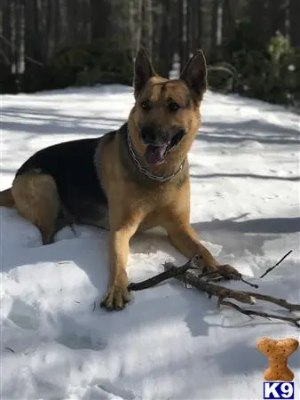 German Shepherd stud dog