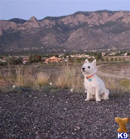 West Highland White Terrier