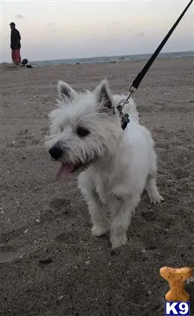 West Highland White Terrier stud dog