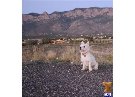 West Highland White Terrier