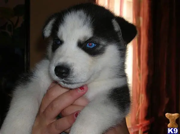 Siberian Husky puppy for sale