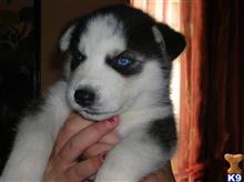siberian husky puppy posted by jacoblena