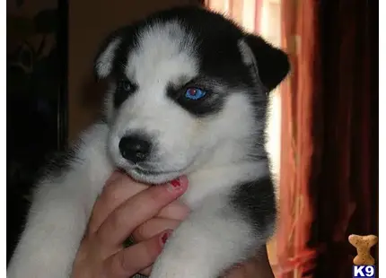 Siberian Husky