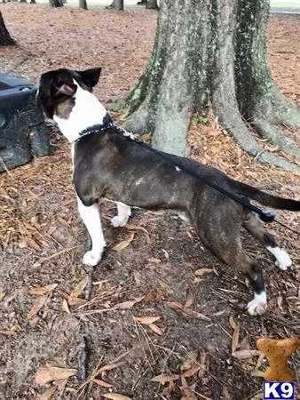Bull Terrier stud dog