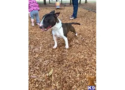 Bull Terrier