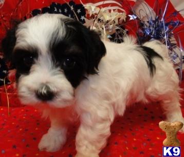 Coton De Tulear