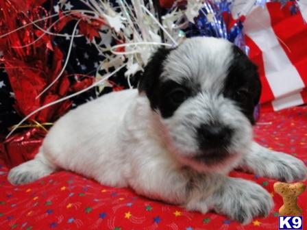 Coton De Tulear