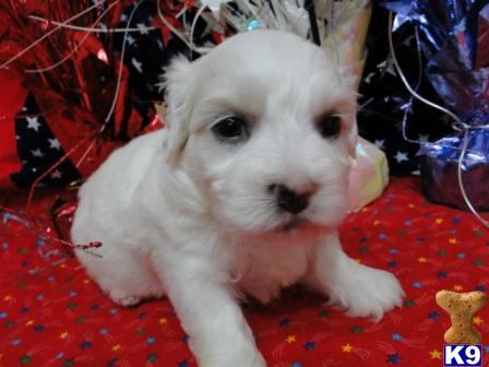 Coton De Tulear