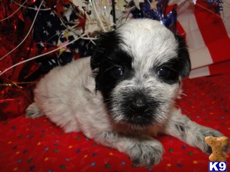 Coton De Tulear