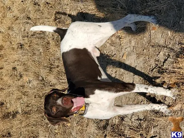 German Shorthaired Pointer stud dog