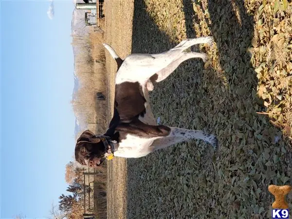 German Shorthaired Pointer stud dog