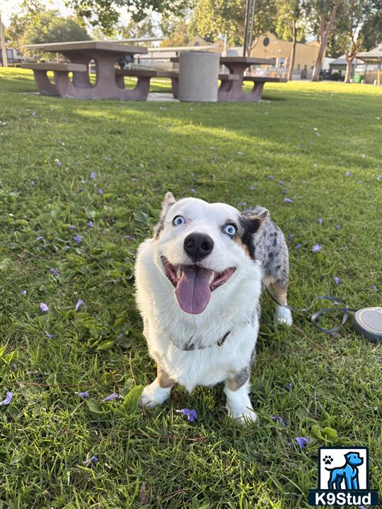 a pembroke welsh corgi dog sitting in a grassy area